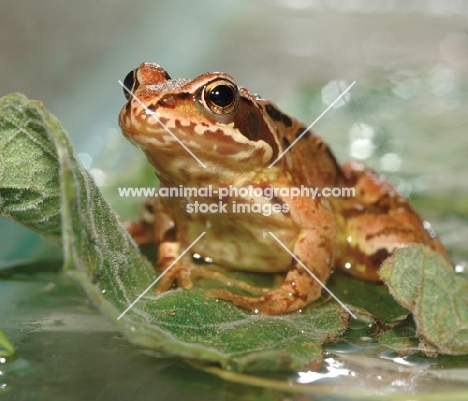 frog on a leaf