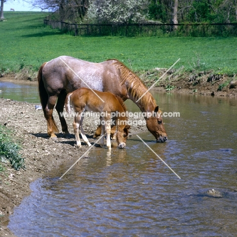 quarter horse mare and foal in usa drinking at pond