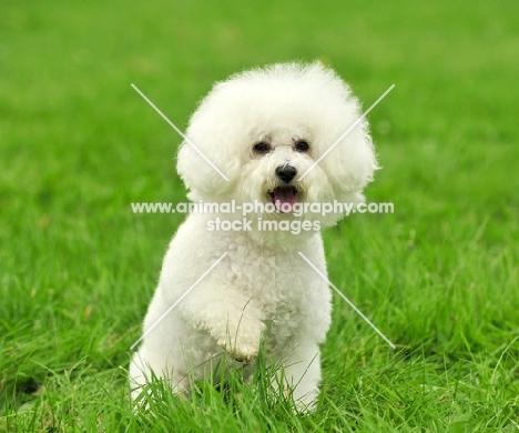 Bichon Frise running on grass