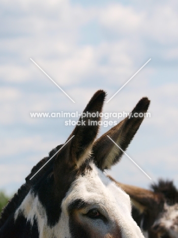 donkey with ears up
