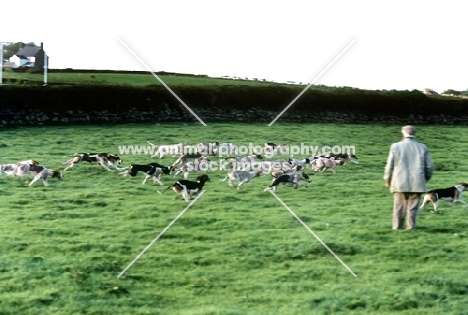 trail hounds racing at ennerdale, lake district