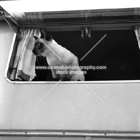 seal point siamese cat looking out of a caravan window