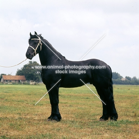 Friesian stallion, Hearke was eleven times National Champion in harness, one time exterior Champion