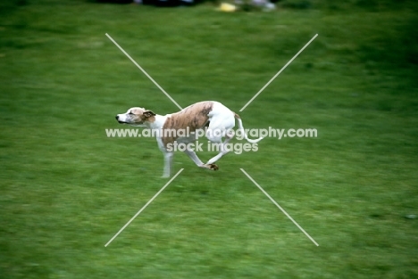 whippet galloping hind legs in air