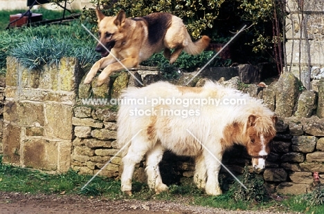 dog jumping over a shetland pony