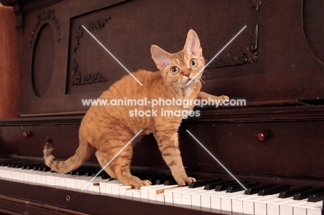 Devon Rex on piano