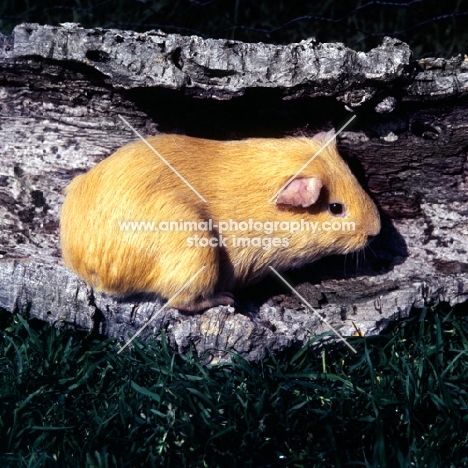 golden short-haired guinea pig on bark