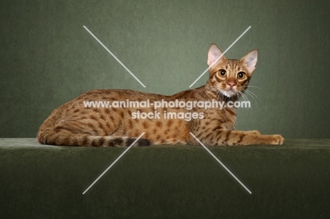 Ocicat lying on green background