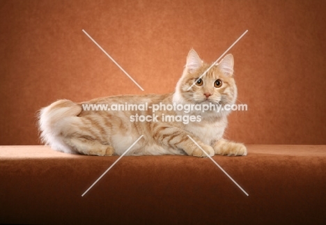 Kurilian Bobtail lying down