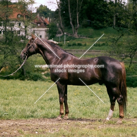 perfekt, liver chestnut stallion, trakehner x TB, at marbach