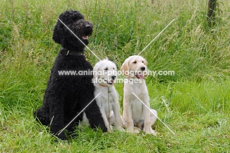 Black standard poodle and labradoodle puppies