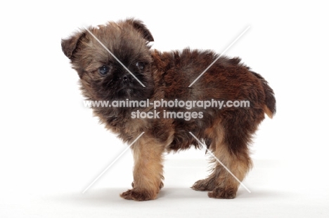 Griffon Bruxellois puppy sytanding on white background