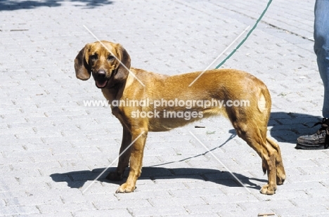 Tyrolean Hound standing on pavement