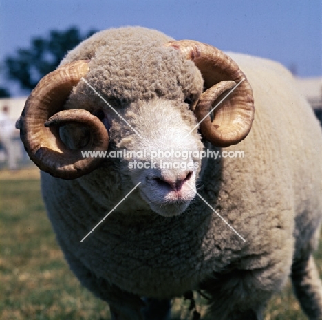 dorset horn ram head study