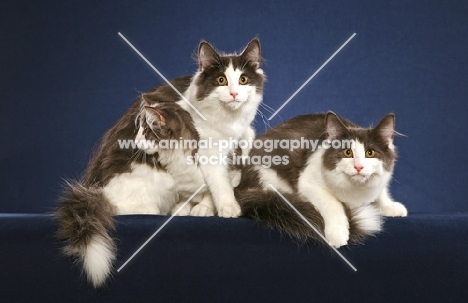 three Norwegian Forest Cats