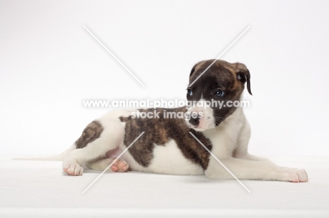 white and brindle Whippet puppy, lying down