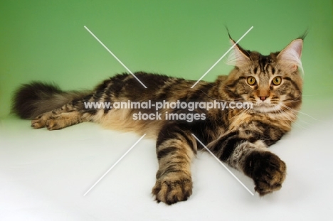 brown tabby coloured maine coon