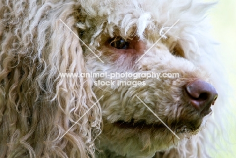 standard poodle portrait