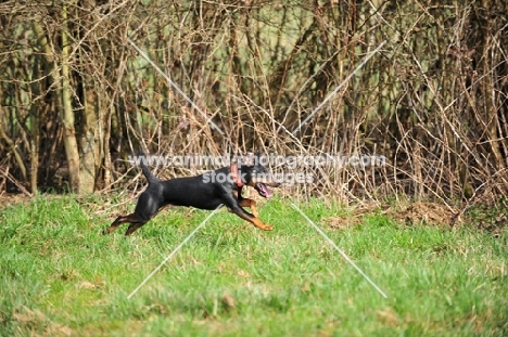 German Hunt Terrier (aka deutscher jagd terrier)