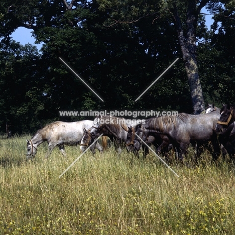 lipizzaner mares at lipica