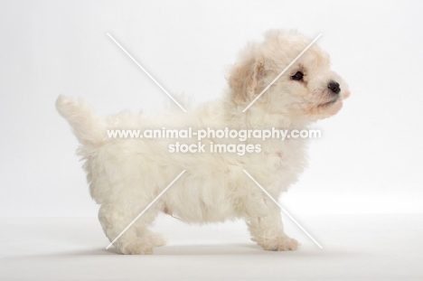Bicon Frise puppy, side view