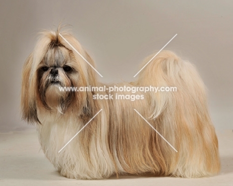 show dog shih tzu