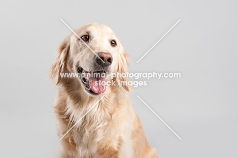 Golden Retriever on grey studio background, smiling.