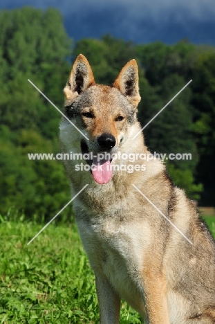 Czechoslovakian wolfdog (aka Ceskoslovensky Vlcak) portrait