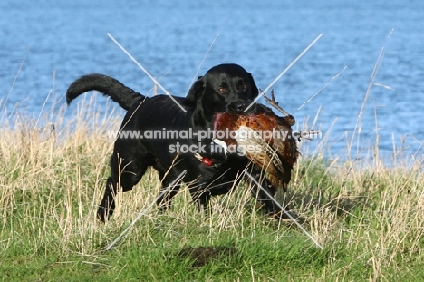 black Labrador with pheasant