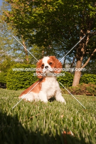 Cavalier King Charles Spaniel puppy, in garden