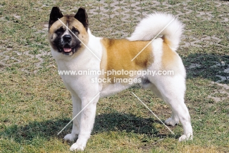 American Akita side view