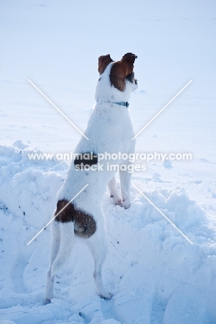 Jack Russell Terrier in snowy field, back view