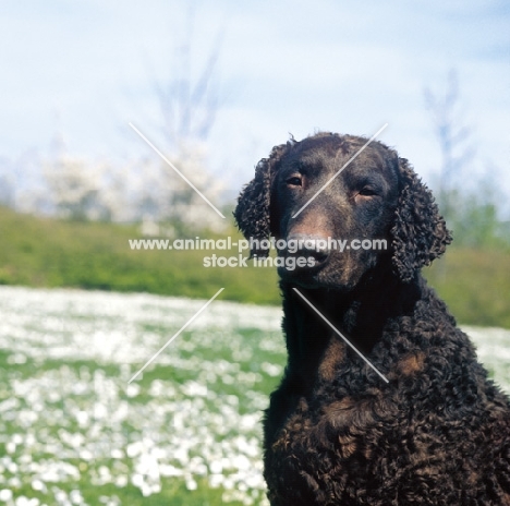 liver coloured Curly Coated Retriever