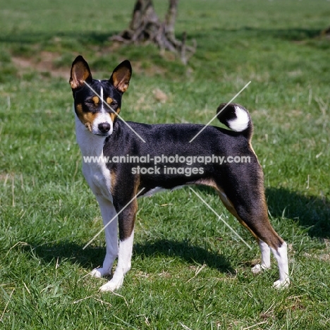 champion basenji standing on grass