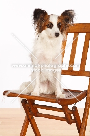 Papillon sitting on chair