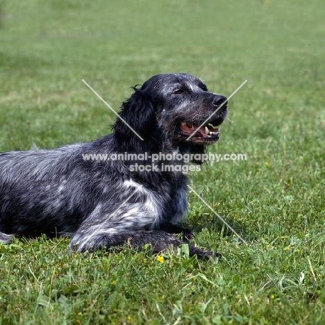 cacya du clos moise, blue picardy spaniel, head and shoulders