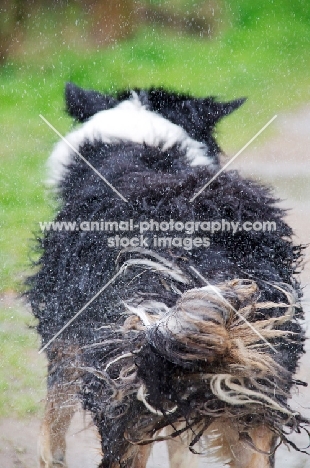 wet Australian Shepherd shaking dry