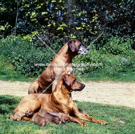 two rhodesian ridgebacks with litter of puppies