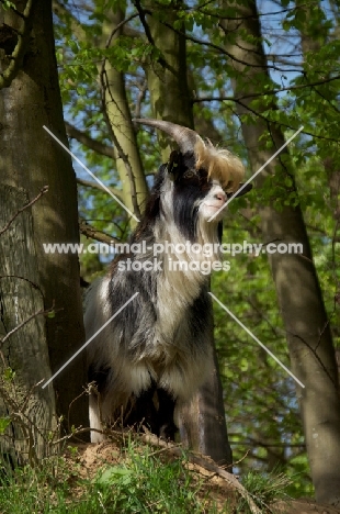 Dutch landrace goat in forest