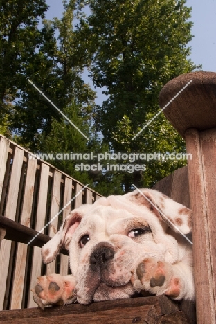 Bulldog resting in garden