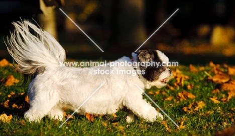 Shih Tzu running in autumn