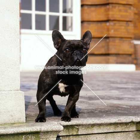 french bulldog standing by steps in front of a mansion