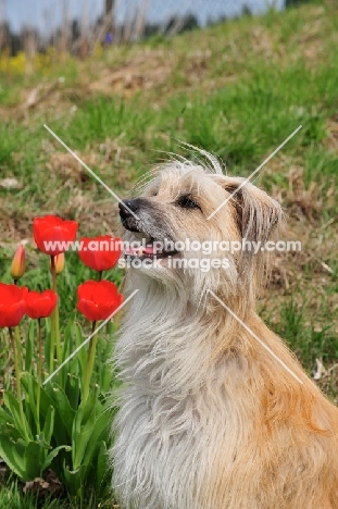 Pyrenean Sheepdog