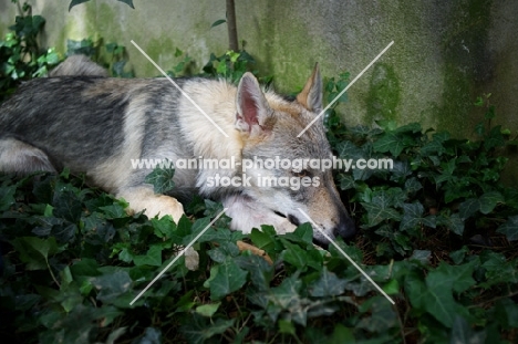 five months old czechoslovakian wolfdog puppy resting in the grass