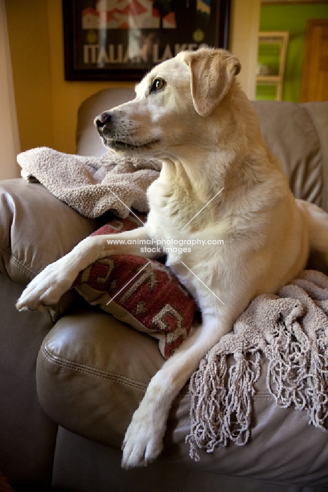yellow lab lying on leather couch