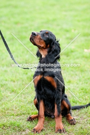 young Gordon Setter sitting on grass