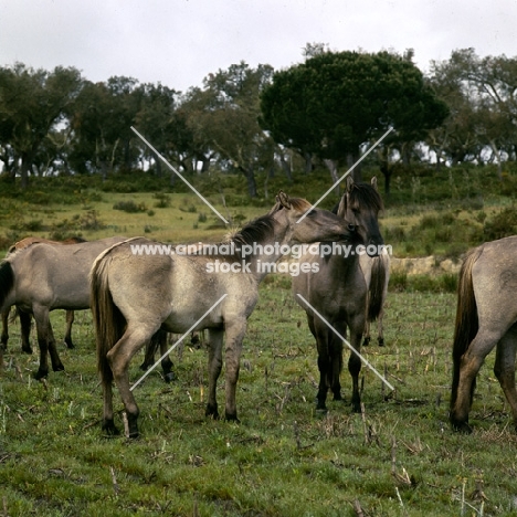 sorraia ponies in portugal nuzzling