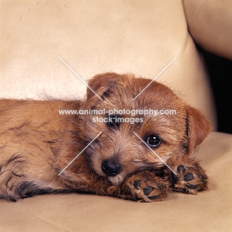  nanfan sage, 10 weeks old  norfolk terrier puppy lying in an armchair