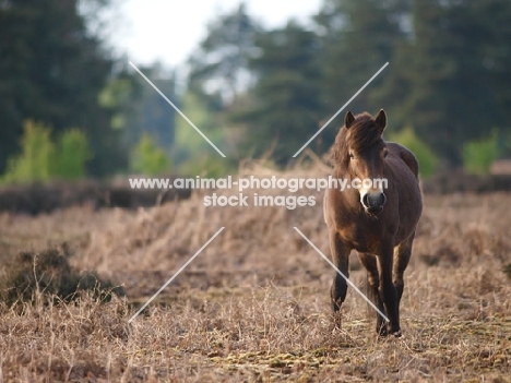 Exmoor Pony