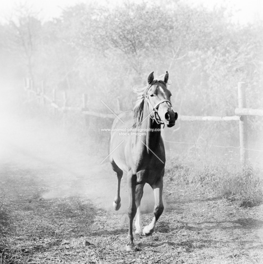 young shagya arab at bartahuis, denmark